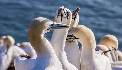 爱游戏下载-阿尔巴尼亚女篮在欧洲锦标赛中表现亮眼，成功突围，阿尔巴尼亚欧洲杯