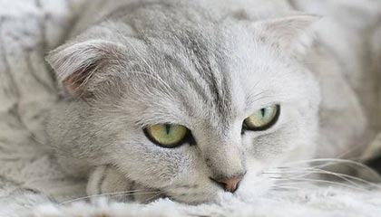 爱游戏下载-阿尔巴尼亚女篮在欧洲锦标赛中表现亮眼，成功突围，阿尔巴尼亚欧洲杯