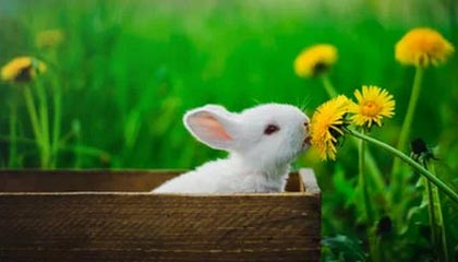 爱游戏下载-阿尔巴尼亚女篮在欧洲锦标赛中表现亮眼，成功突围，阿尔巴尼亚欧洲杯