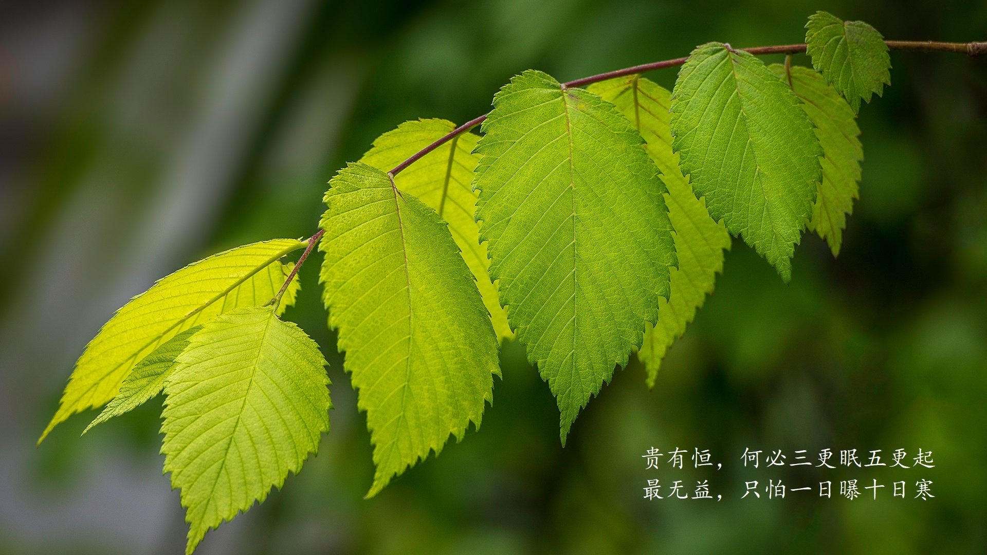 巴黎圣日耳曼新星闪耀，战胜里尔，巴黎圣日耳曼首发11人