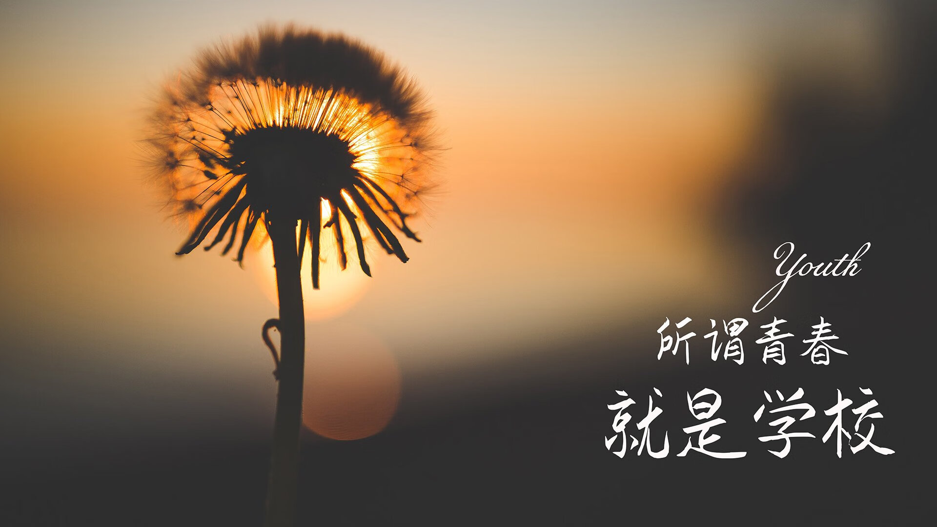 赛场外活动：WRC车迷节与文化交流，wrc 车队