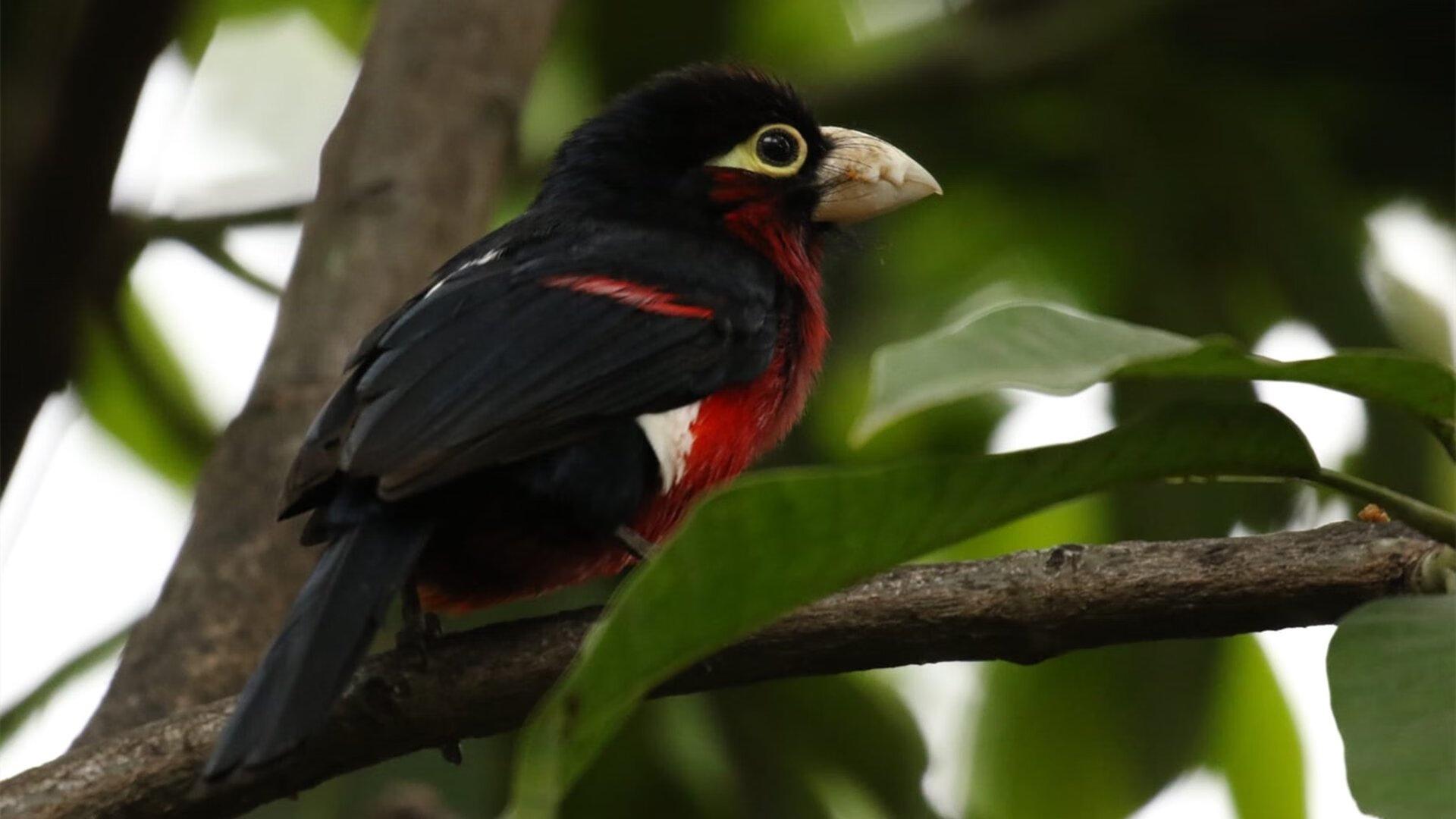 亚冠比赛节奏紧凑球队轮换频繁，亚冠规则