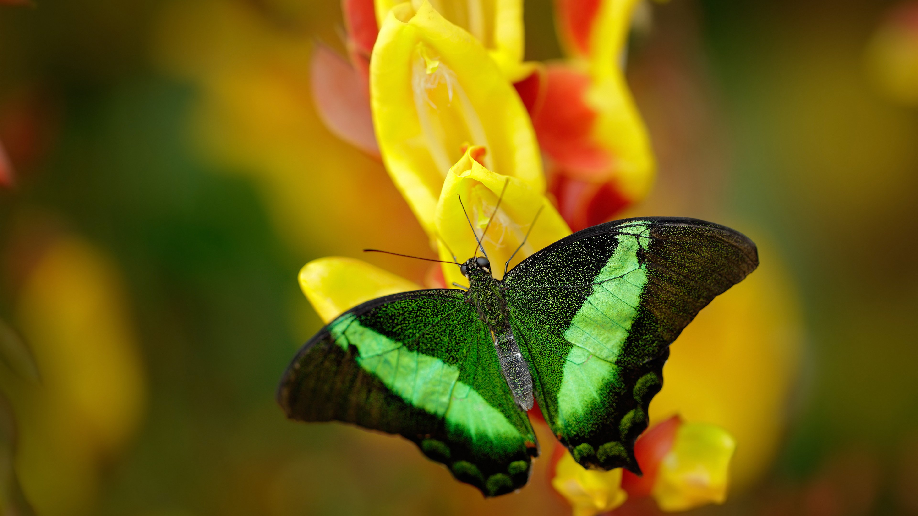 国际马拉松大师论坛共话赛事运营新趋势,国际马拉松金牌赛事