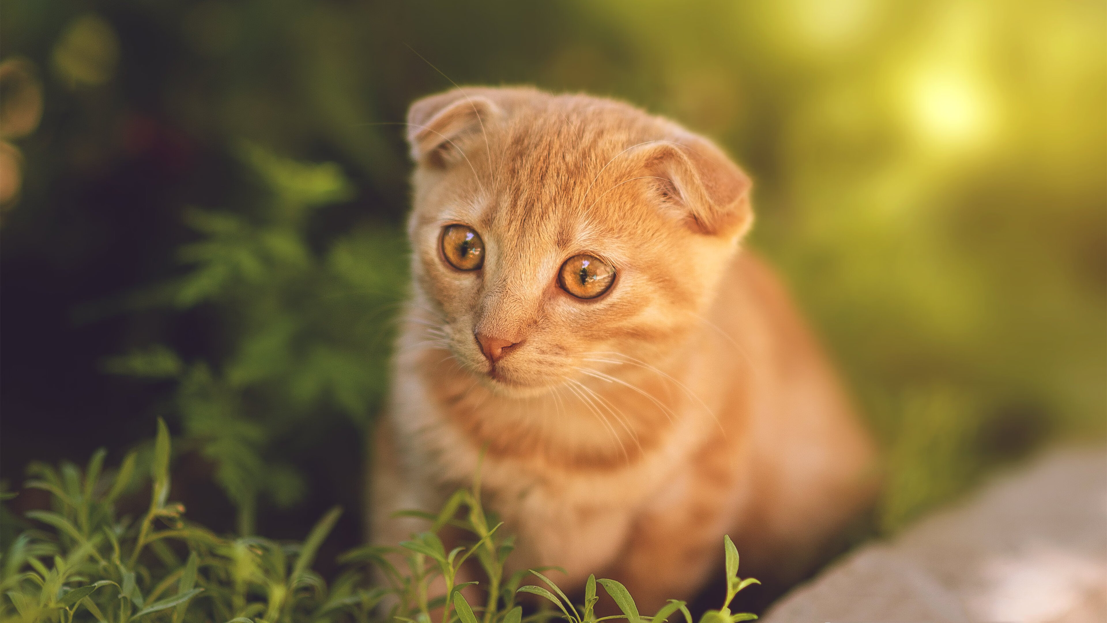 爱游戏体育平台-欧洲杯预选赛激战正酣，黑马球队横空出世，欧洲杯预选赛情况